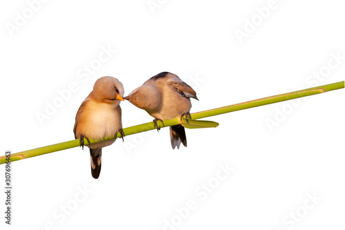 Cute little birds. Isolated bird and branch. White background. Bird: Bearded Reedling. Panurus biarmicus.