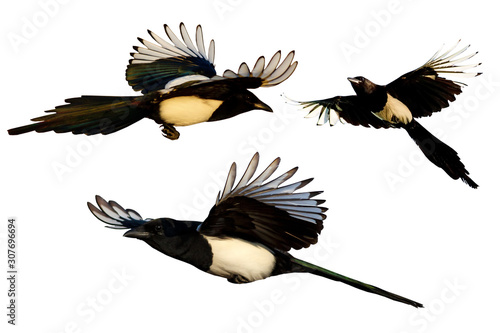 Schilderij op canvas Isolated flying bird