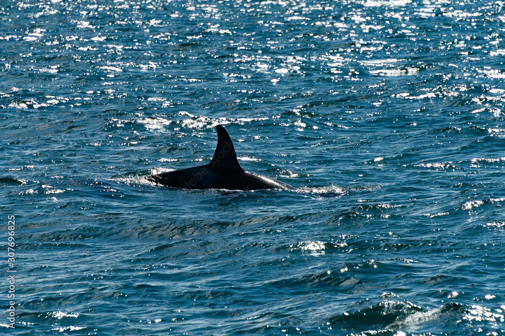 Naklejka premium Orca Killerwal Finne Ólafsvík Snæfellsnes Walbeobachtung Whale Watching Island 