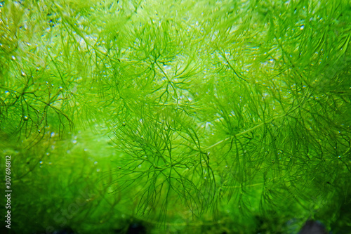 Green fresh water weed from under water photo