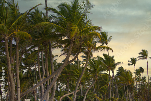 palms at a beach in the summer