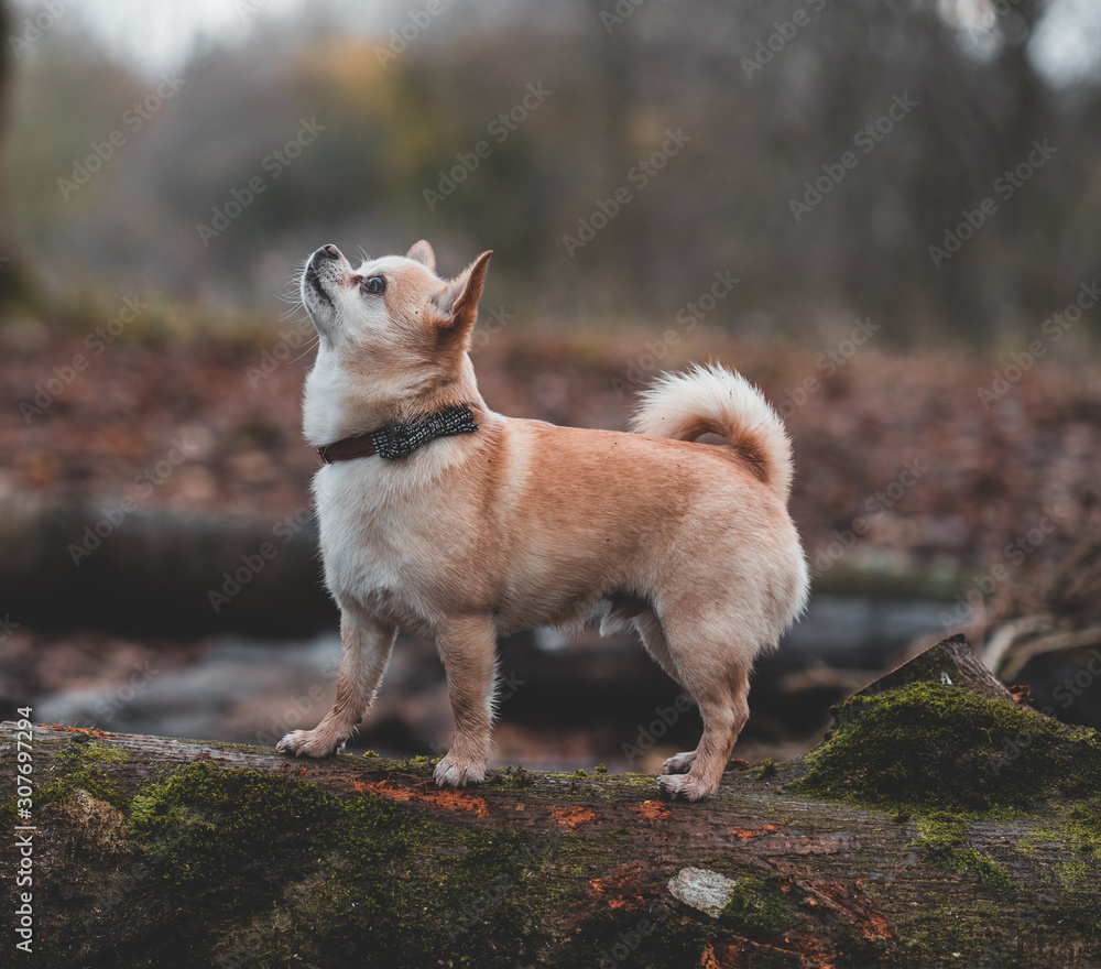 portrait of a dog