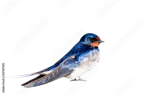 Isolated bird. Barn Swallow. White background. 