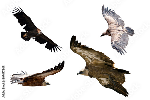 Flying vulture. Isolated bird. White background. Griffon Vulture. Gyps fulvus.
