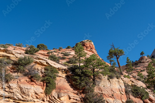 Low angle view of trees on an orange stone hill at Zion National Park in Utah