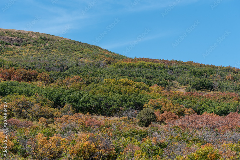 Low angle landscape of a hillside with autumn colors near Ridgway, Colorado