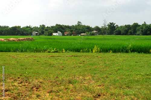 Under the blue sky surrounded by green paddy fields and grass with a beautiful village in India and farmers are working in the fields, very beautiful village with green natural background