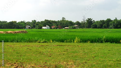 Under the open blue sky surrounded by green paddy fields and grass with a beautiful village in India and farmers are working in the fields, very beautiful village with green natural background