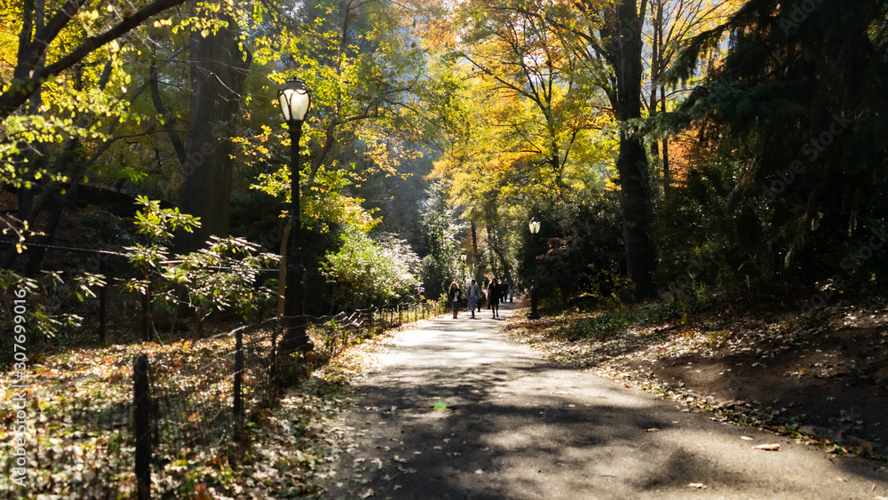 Fototapeta premium The tranquil path 10