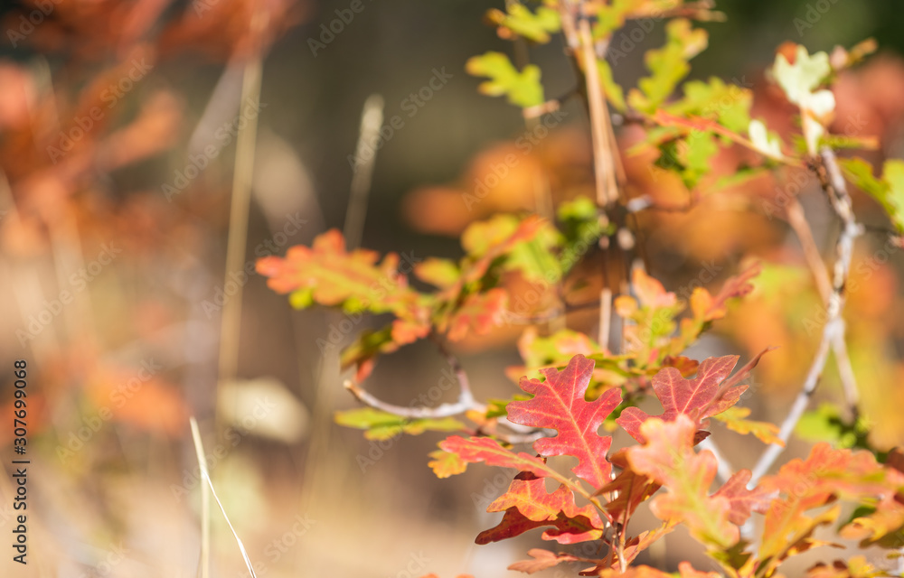 Selective focus close up of autumn leaves on a tiny tree Selective focus close up of autumn leaves on a tiny tree