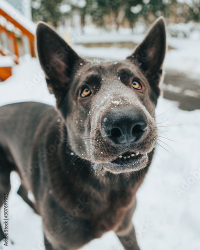 Portrait Of German Shepherd In New England Snow Setting
