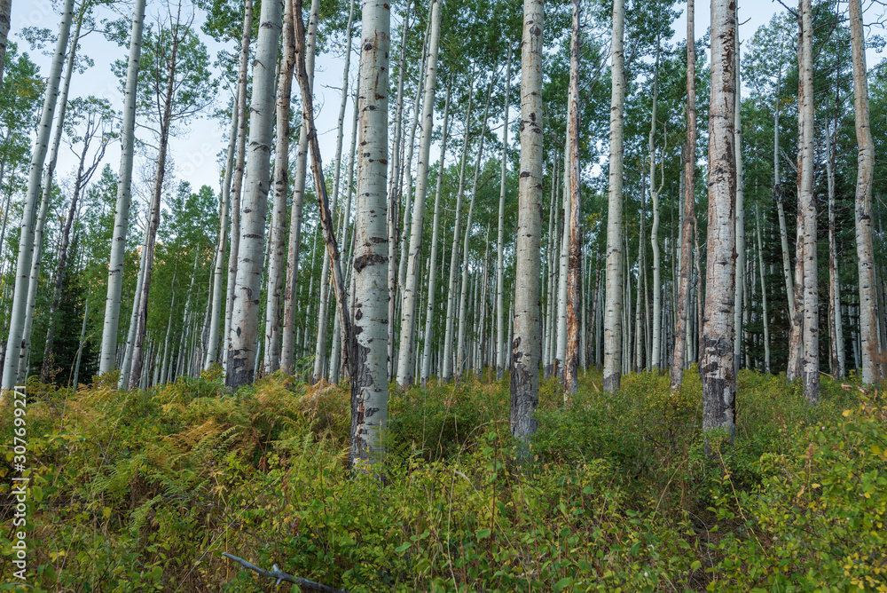 Obraz premium Landscape of aspen tree trunks in the forests of Colorado