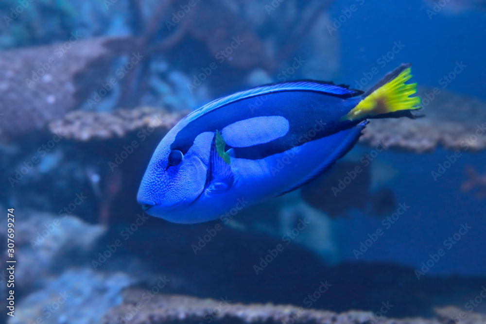 Fototapeta premium Hippo Blue Tang Fish