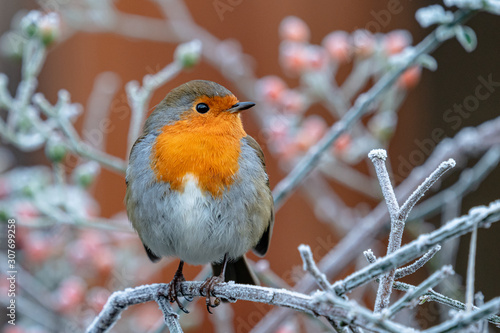 Obraz na plátně Robin on frosty branch