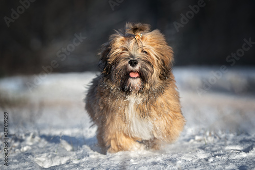 Obraz na plátně happy lhasa apso puppy with a ponytail walking outdoors in winter in the snow