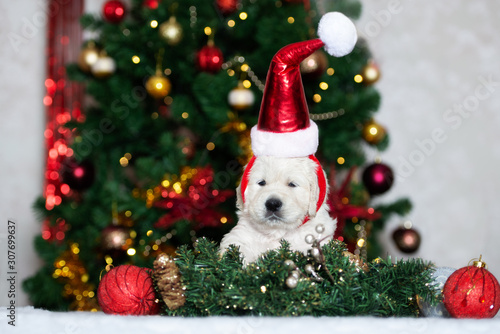 funny puppy in santa hat posing in front of a decorated christmas tree indoors