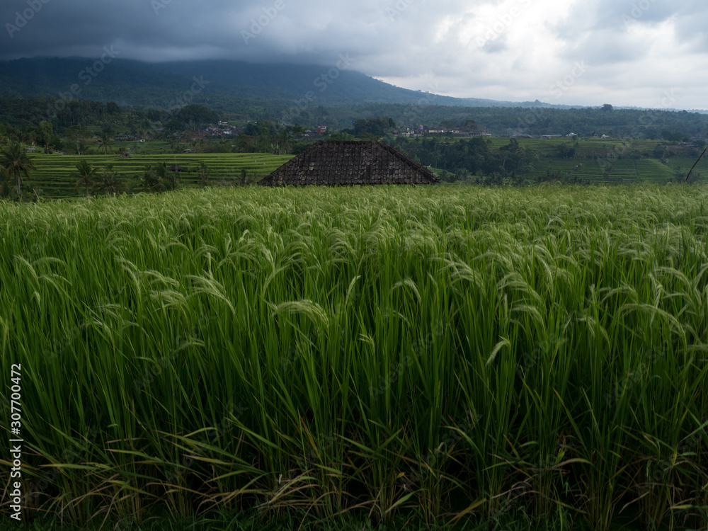 Indonesia, november 2019: Jatiluwih Rice Terrace Bali Indonesia, november 2019: Jatiluwih Rice Terrace Bali