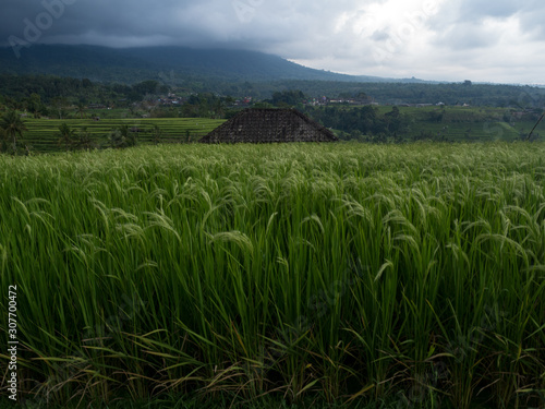 Indonesia  november 2019  Jatiluwih Rice Terrace Bali