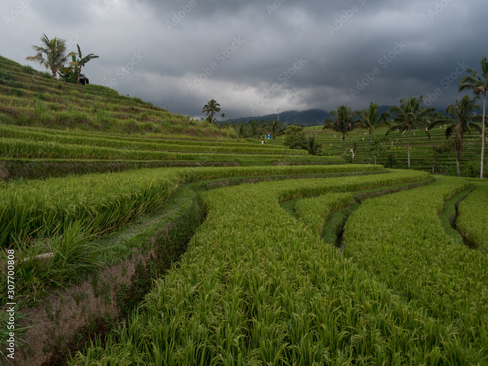 Indonesia, november 2019: Jatiluwih Rice Terrace Bali