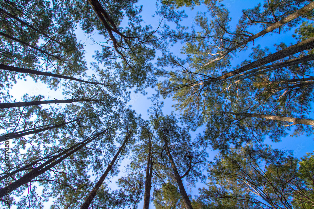 Fototapeta premium tree in the blue sky