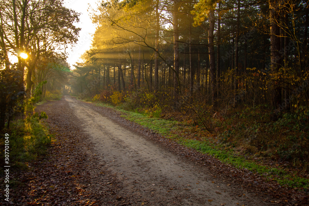 Obraz premium Light through forrest and light is reflecting by mist