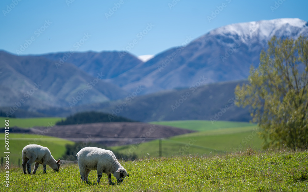 Fototapeta premium Sheep With Natural Mountain View