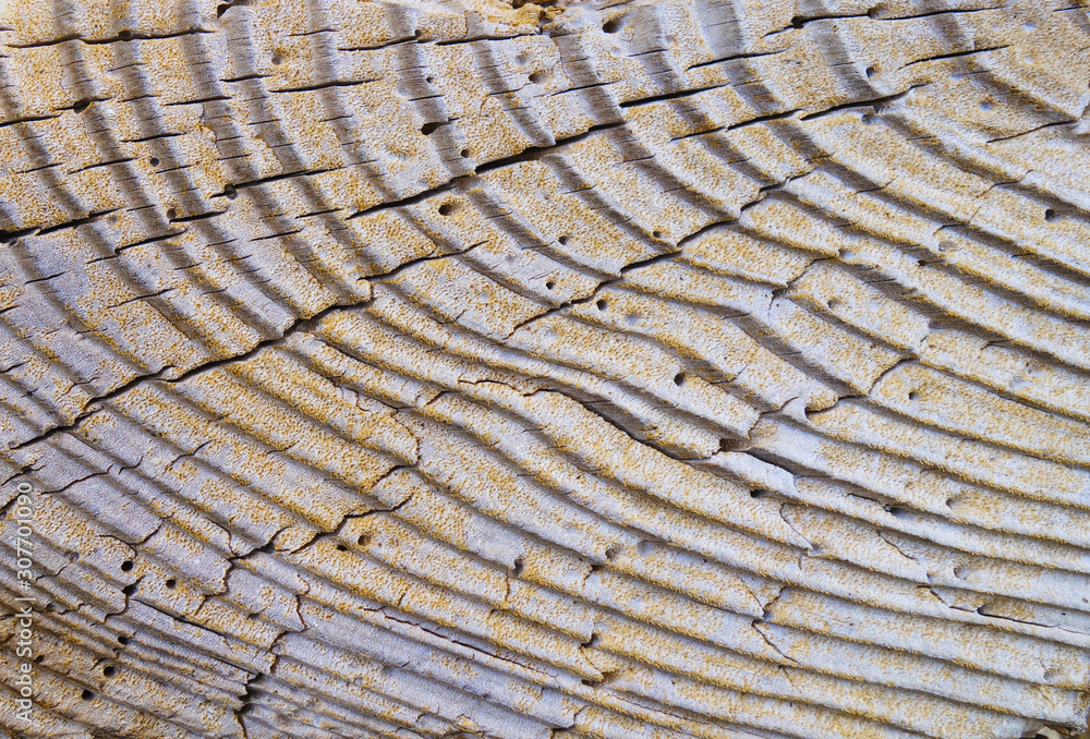 Fototapeta premium wooden surface. fragment of driftwood washed ashore