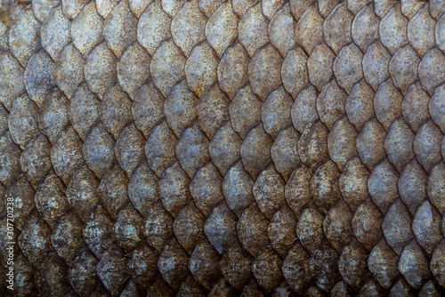 Large fish scales. Natural texture. Symmetrical pattern of scales.