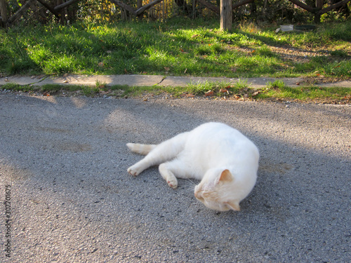 Gatto bianco cipria che fa le fusa e si rotola su strada photo