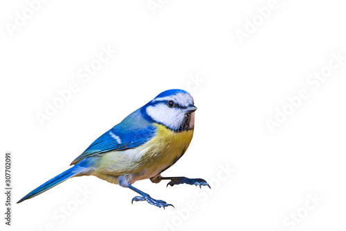 Colorful bird blue tit. Isolated cute bird. White background. Bird: Eurasian Blue Tit. Cyanistes caeruleus. © serkanmutan