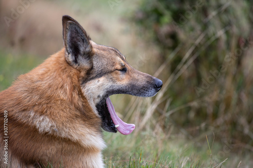 dog yawns © Liubov Kartashova