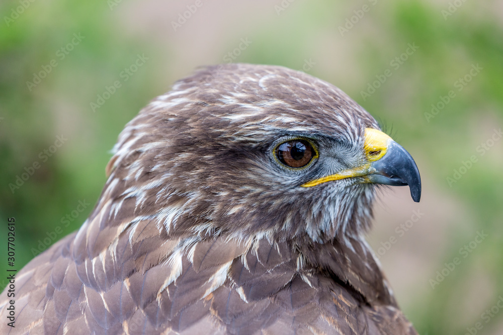Headshot portrait of golden eagle bird of pray with blurred background. Selective focus Headshot portrait of golden eagle bird of pray with blurred background. Selective focus