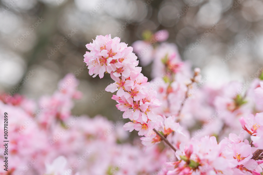 Blossoming of the apricot tree in spring time with white beautiful flowers. Blossoming of the apricot tree in spring time with white beautiful flowers.