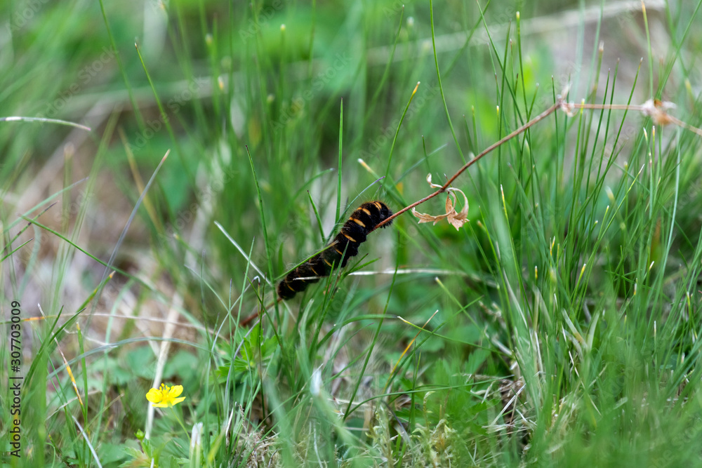 caterpillar on the stem