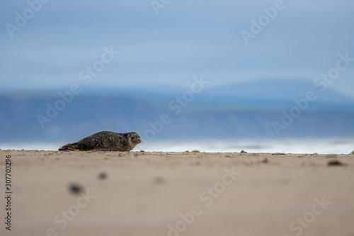 Common Seal, Harbor, Phoca vitulina, resting on the sand with colourful background near findhorn bay in Scotland during December Fototapeta