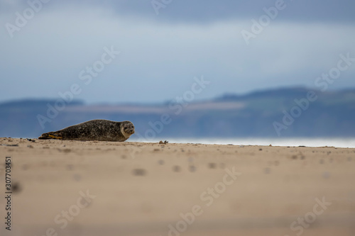 Fototapeta Common Seal, Harbor, Phoca vitulina, resting on the sand with colourful background near findhorn bay in Scotland during December