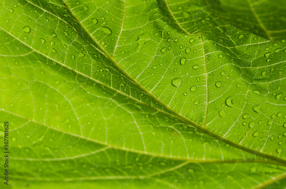 Bright green grape leaf texture covered with dew, detailed leaf structure, green background for wine Bright green grape leaf texture covered with dew, detailed leaf structure, green background for wine