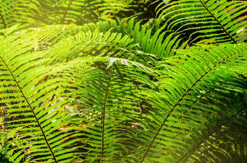 Fototapeta premium Bright green fern leaves texture, abstract exotic plant background