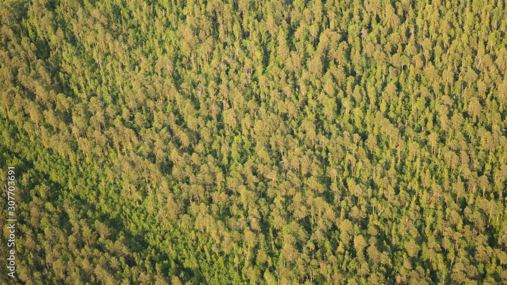Pine forests from a bird's eye view. Pine forests from a bird's eye view.