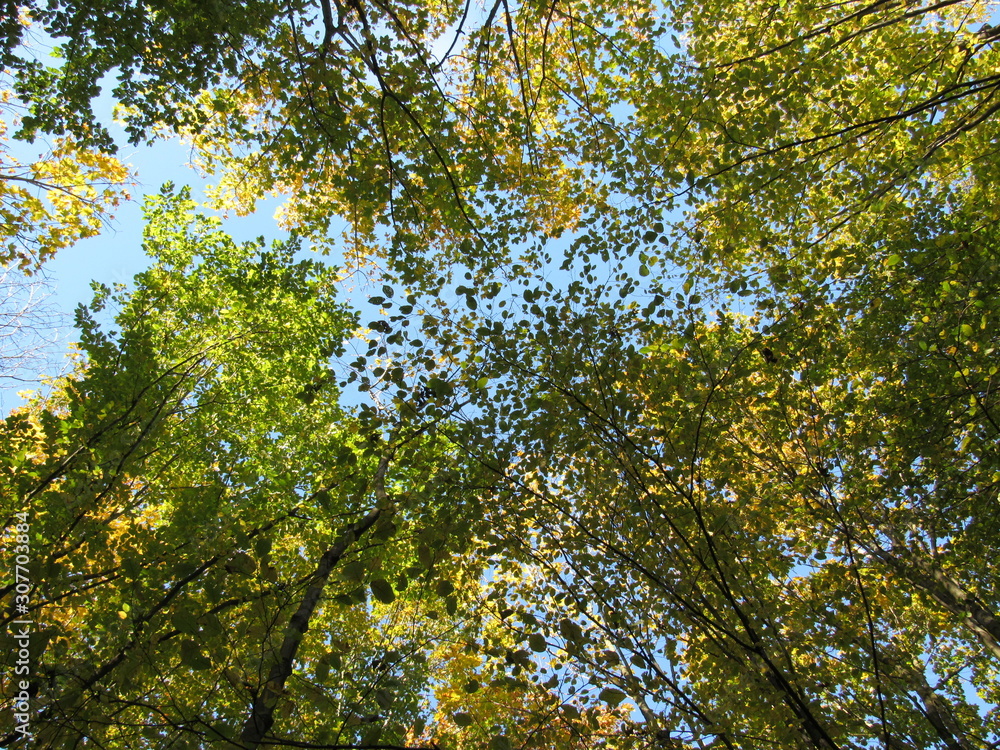 tree in spring. tree leaves on sky background