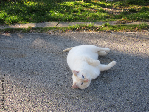 Gatto bianco cipria occhi azzurri che fa le fusa su strada