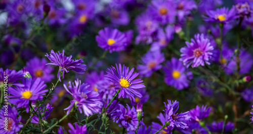 flowers are dark purple