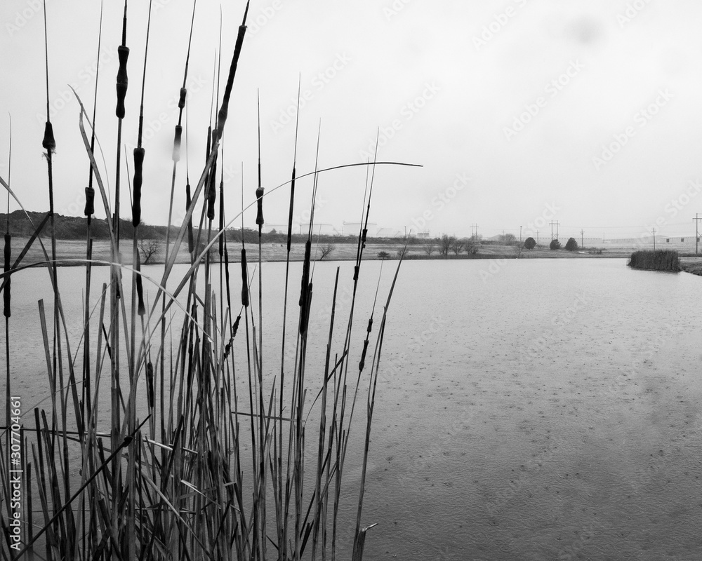 reeds by lake on rainy day
