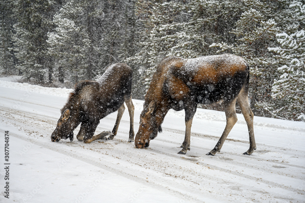 Moose (Alces alces) crossing the snowy road in Jasper National Park, Alberta, Canada Moose (Alces alces) crossing the snowy road in Jasper National Park, Alberta, Canada