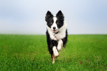 border collie dog lovely portrait fun walk on green field