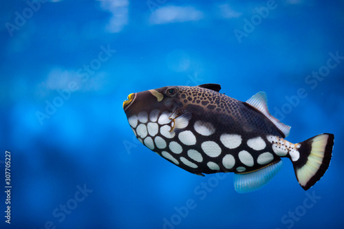 Tropical fish Balistoides conspilum, in an aquarium