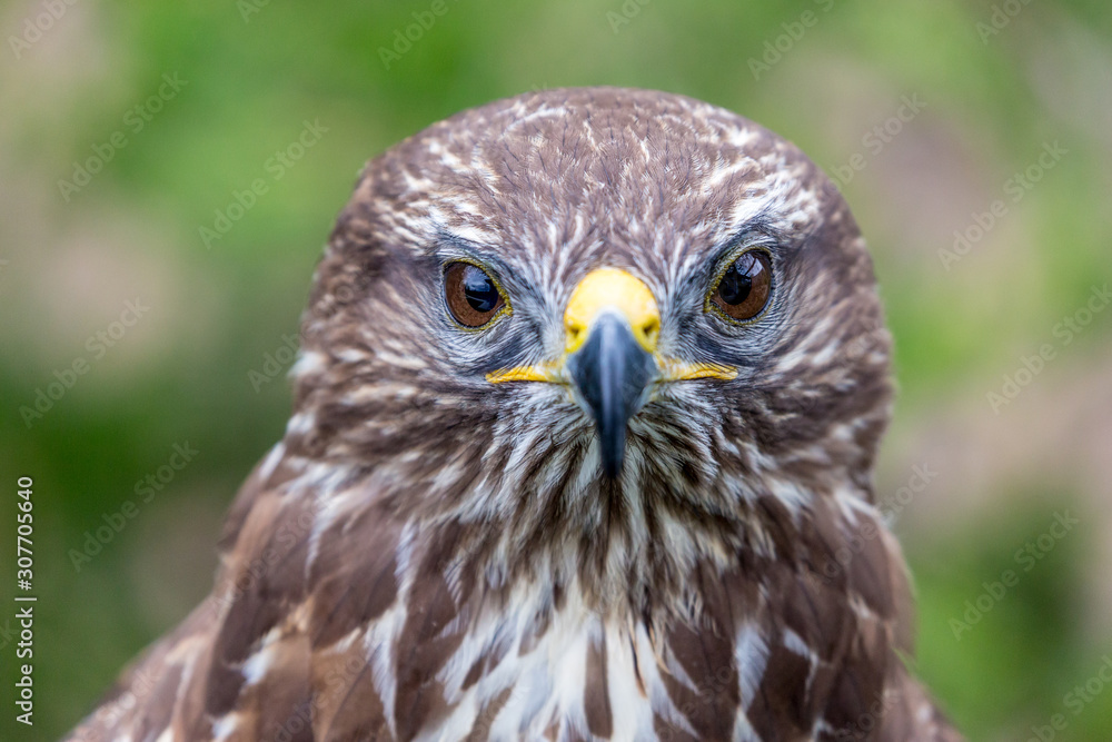 Headshot portrait of golden eagle bird of pray with blurred background. Selective focus