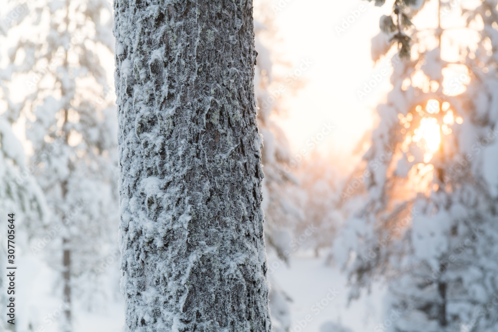 Frozen tree trunk in winter snowy forest on sunset Frozen tree trunk in winter snowy forest on sunset