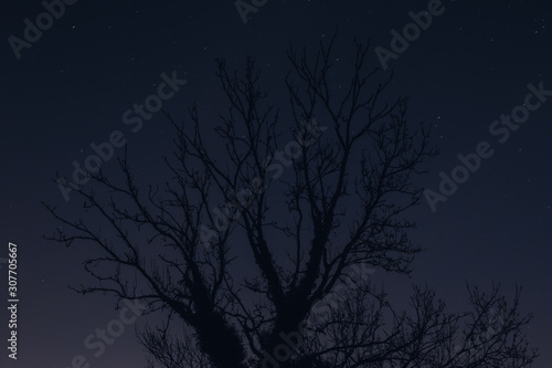 Tree at night © Daniel
