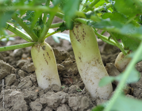 Daikon radish grows in organic open ground photo